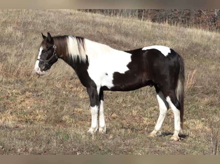 Quarter Pony Gelding 8 years 12,3 hh Pinto in Mount Vernon