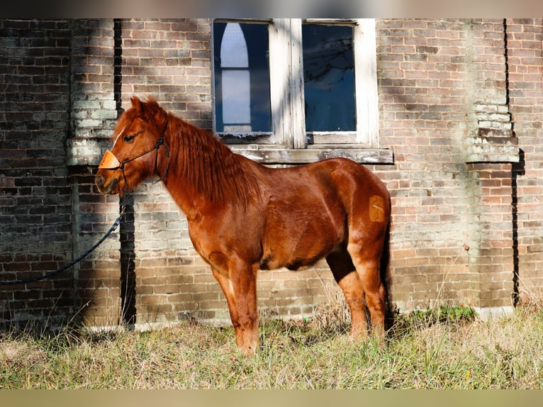 Quarter Pony Gelding 8 years 12 hh Sorrel in Culleoka