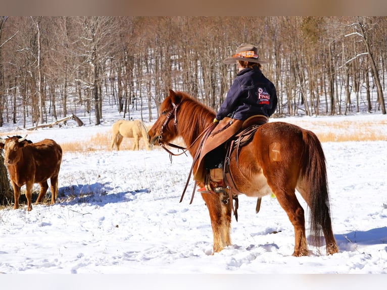 Quarter Pony Gelding 8 years 12 hh Sorrel in Culleoka