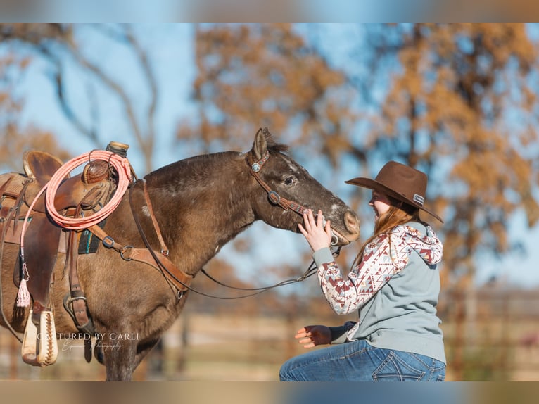 Quarter Pony Gelding 8 years 12 hh in Lewistown