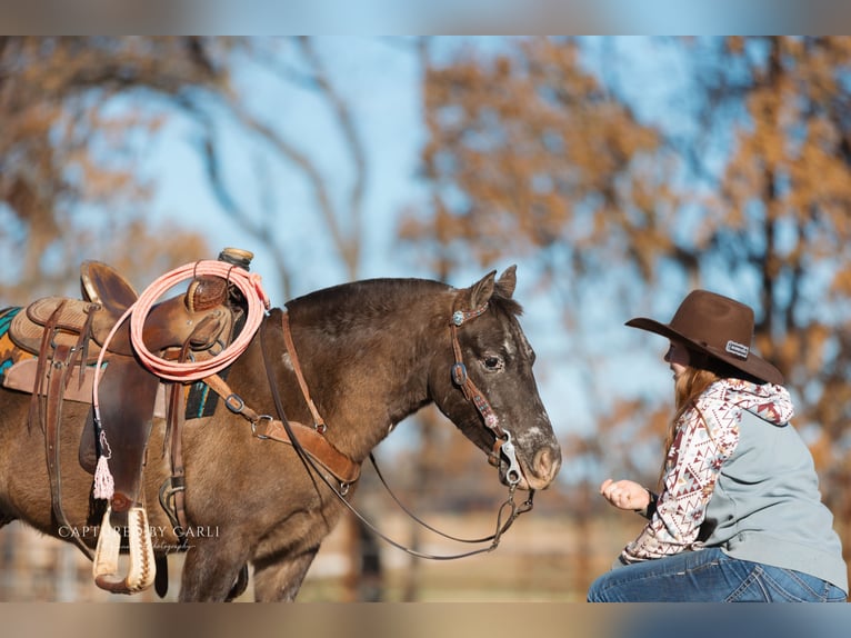 Quarter Pony Gelding 8 years 12 hh in Lewistown