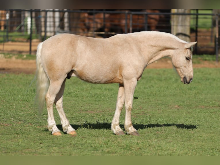 Quarter Pony Gelding 8 years 13,2 hh Palomino in Joshua, TX