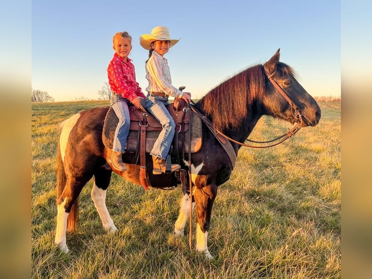 Quarter Pony Gelding 8 years 13,2 hh Pinto in Warren