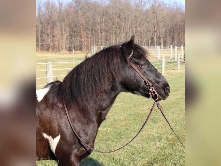 Quarter Pony Gelding 8 years 13,2 hh Pinto in Warren