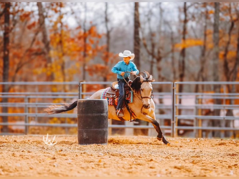 Quarter Pony Gelding 8 years 13 hh Buckskin in Lyles