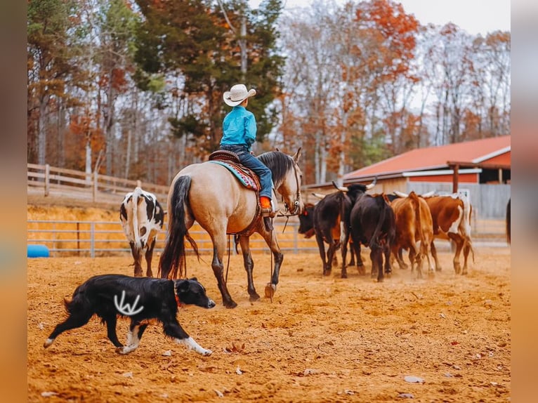Quarter Pony Gelding 8 years 13 hh Buckskin in Lyles
