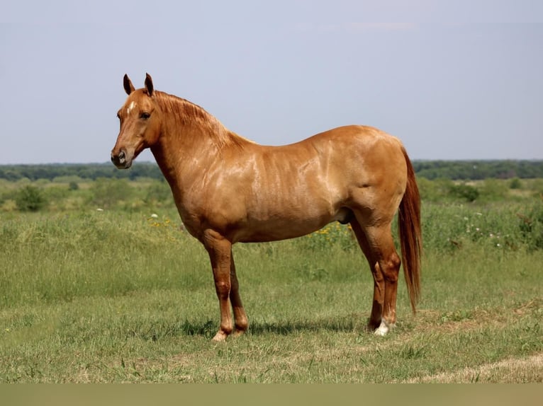 Quarter Pony Gelding 8 years 13 hh Dun in Van, TX