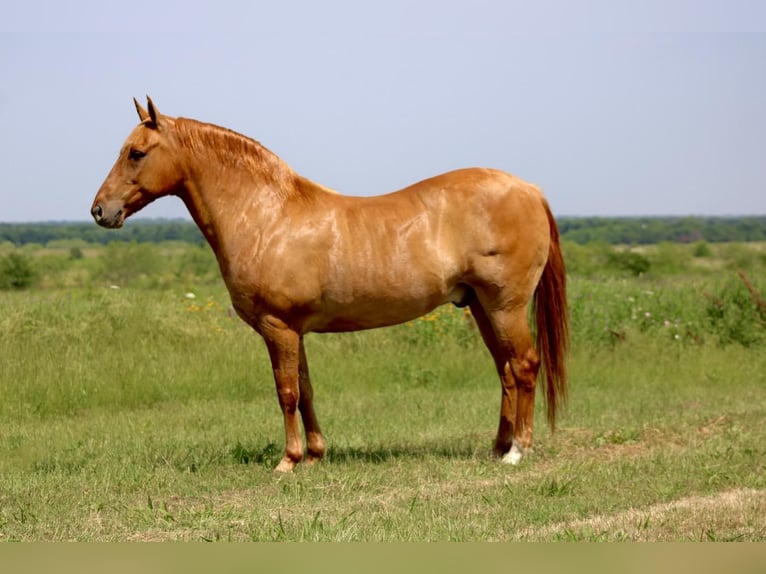 Quarter Pony Gelding 8 years 13 hh Dun in Van, TX