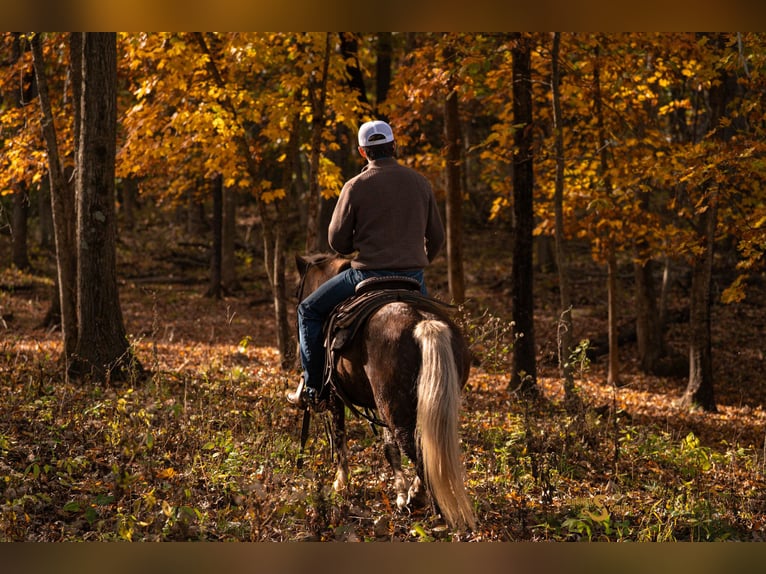 Quarter Pony Gelding 8 years 13,2 hh Palomino in Bogard