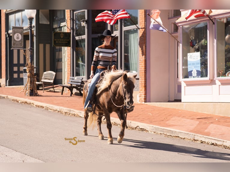 Quarter Pony Gelding 8 years 13,2 hh Palomino in Bogard