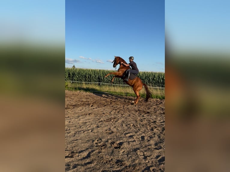 Quarter Pony Gelding 8 years 14.2 hh Chestnut-Red in Moorenweis