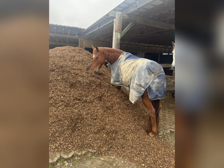 Quarter Pony Gelding 8 years 14.2 hh Chestnut-Red in Moorenweis