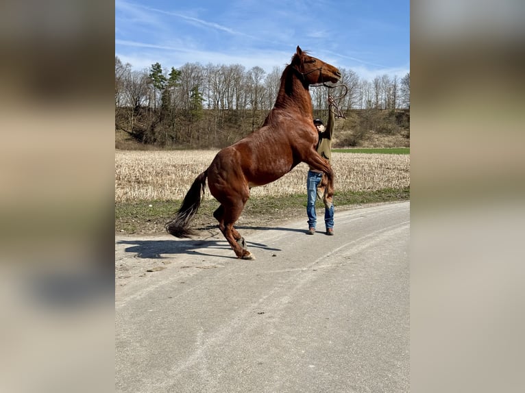 Quarter Pony Gelding 8 years 14.2 hh Chestnut-Red in Moorenweis