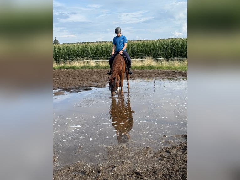 Quarter Pony Gelding 8 years 14.2 hh Chestnut-Red in Moorenweis
