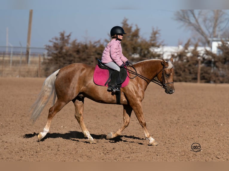 Quarter Pony Gelding 8 years 14 hh Palomino in Canyon
