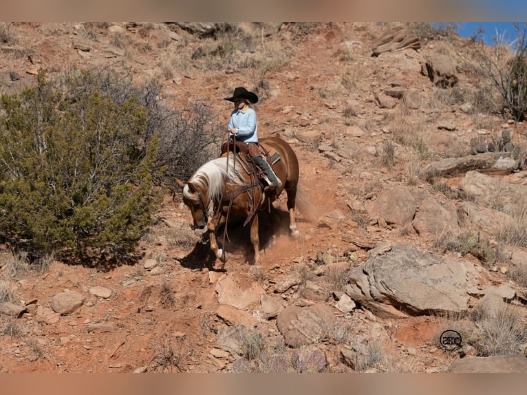 Quarter Pony Gelding 8 years 14 hh Palomino in Canyon