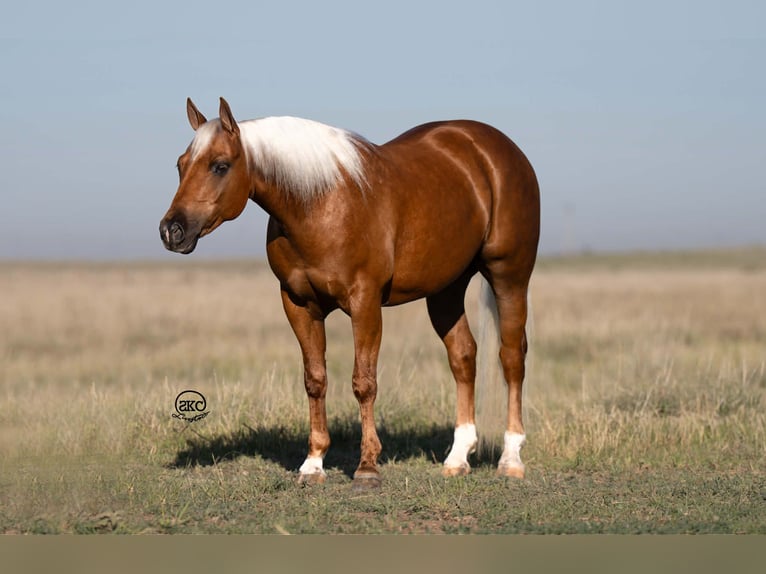 Quarter Pony Gelding 8 years 14 hh Palomino in Canyon