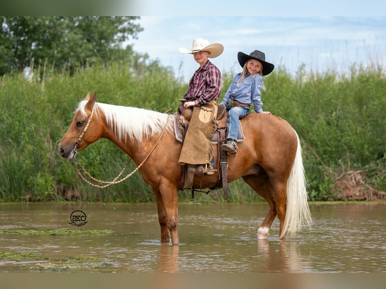 Quarter Pony Gelding 8 years 14 hh Palomino in Canyon