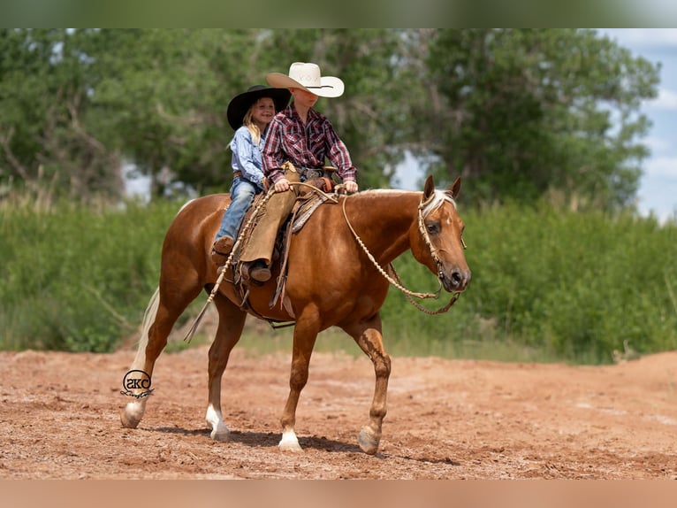Quarter Pony Gelding 8 years 14 hh Palomino in Canyon