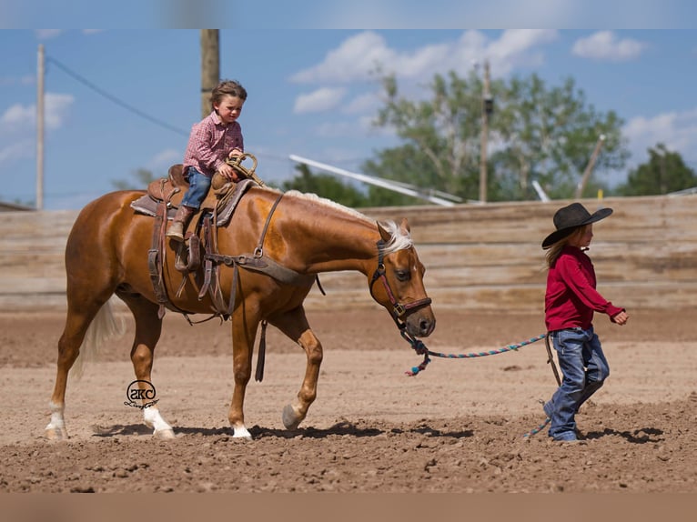 Quarter Pony Gelding 8 years 14 hh Palomino in Canyon