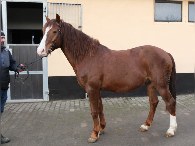 Quarter Pony Mix Gelding 8 years 14,1 hh Chestnut in Buttstädt
