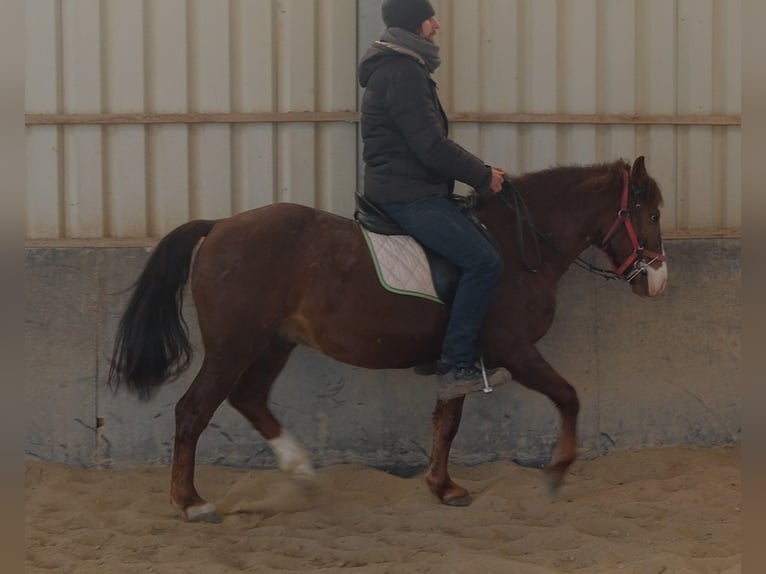 Quarter Pony Mix Gelding 8 years 14,1 hh Chestnut in Buttstädt