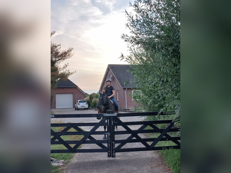 Quarter Pony Gelding 8 years 15,1 hh Black in Escharen