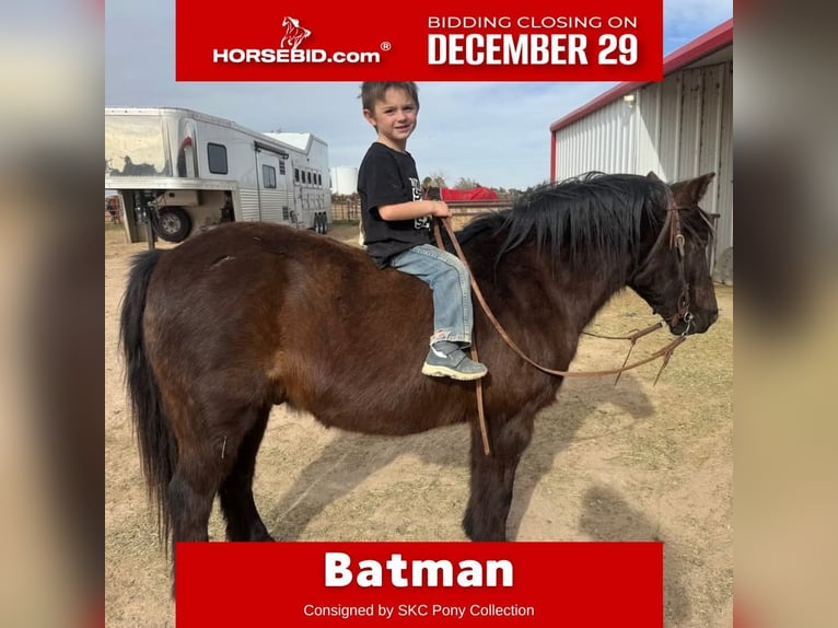 Quarter Pony Gelding 8 years Black in Canyon