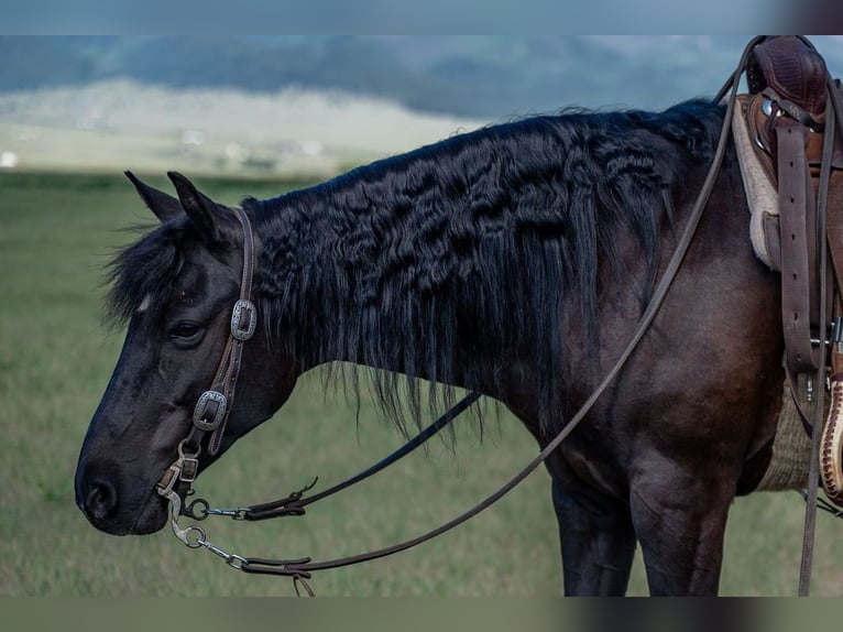 Quarter Pony Mix Gelding 8 years Black in Westcliffe