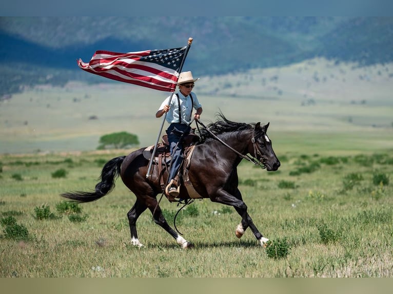 Quarter Pony Mix Gelding 8 years Black in Westcliffe