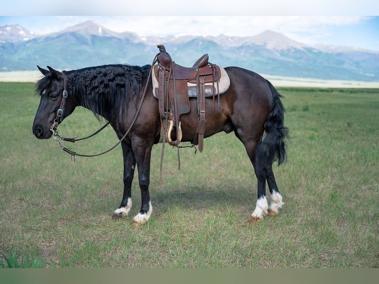 Quarter Pony Mix Gelding 8 years Black in Westcliffe