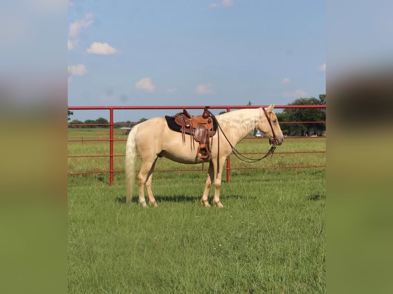Quarter Pony Gelding 8 years Champagne in Grand Saline, TX