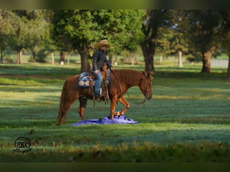 Quarter Pony Gelding 8 years Sorrel in Canyon