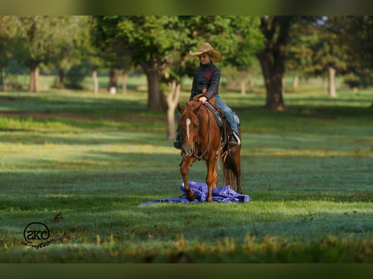 Quarter Pony Gelding 8 years Sorrel in Canyon