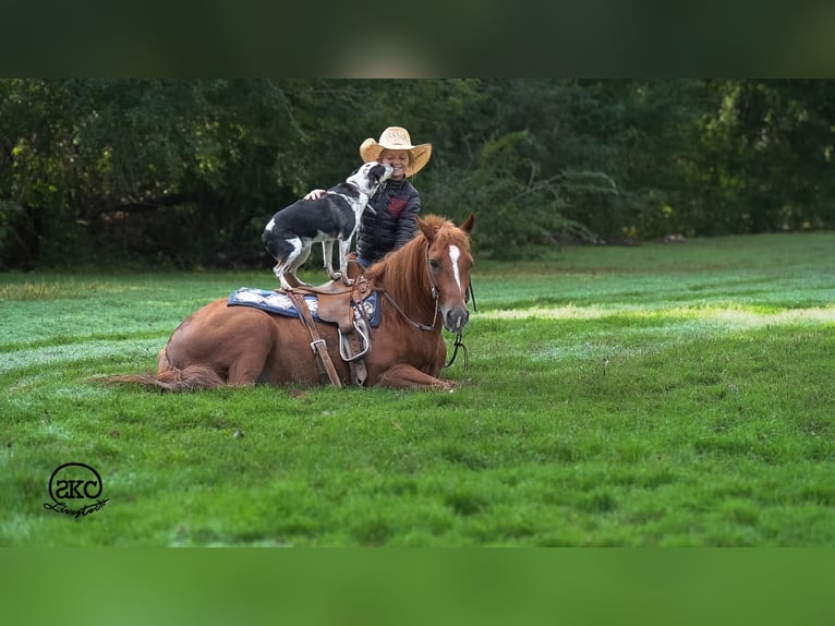 Quarter Pony Gelding 8 years Sorrel in Canyon