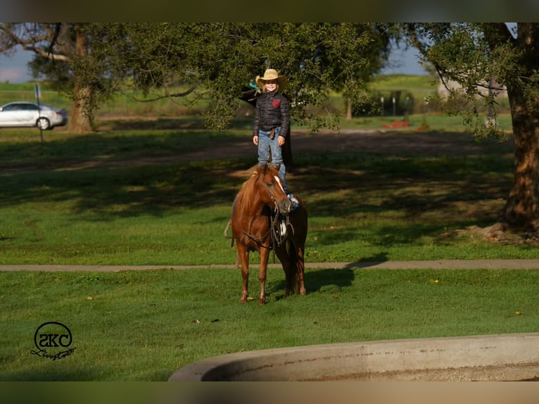 Quarter Pony Gelding 8 years Sorrel in Canyon