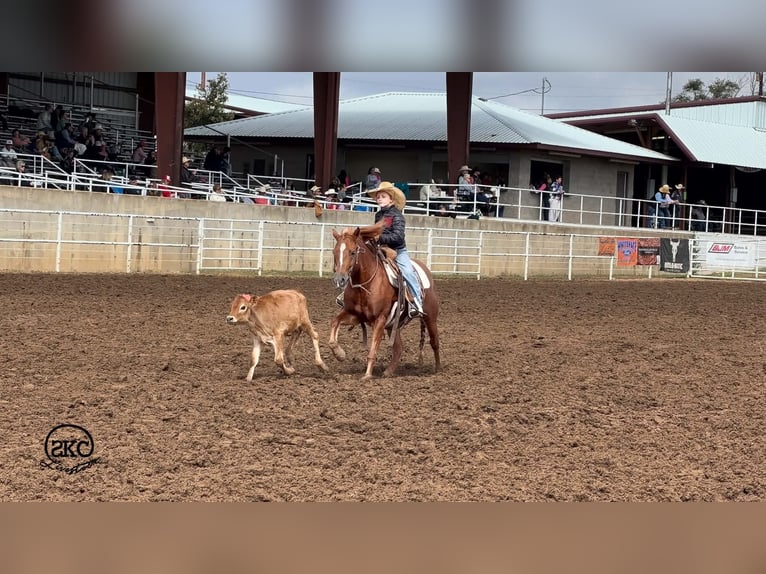 Quarter Pony Gelding 8 years Sorrel in Canyon