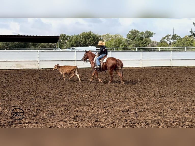 Quarter Pony Gelding 8 years Sorrel in Canyon