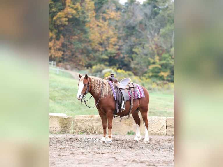 Quarter Pony Gelding 8 years Sorrel in Millersburg