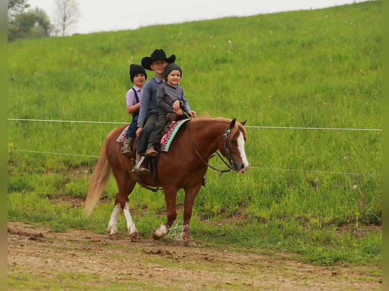 Quarter Pony Gelding 8 years Sorrel in Millersburg