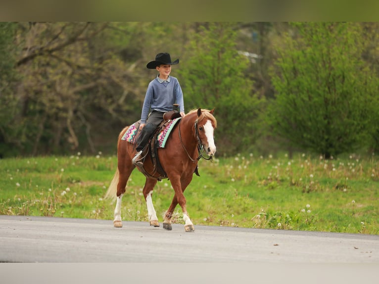 Quarter Pony Gelding 8 years Sorrel in Millersburg