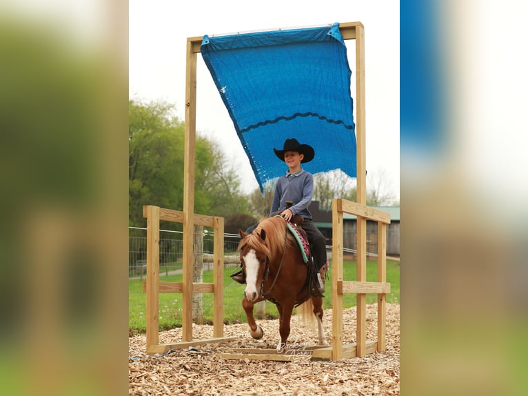 Quarter Pony Gelding 8 years Sorrel in Millersburg