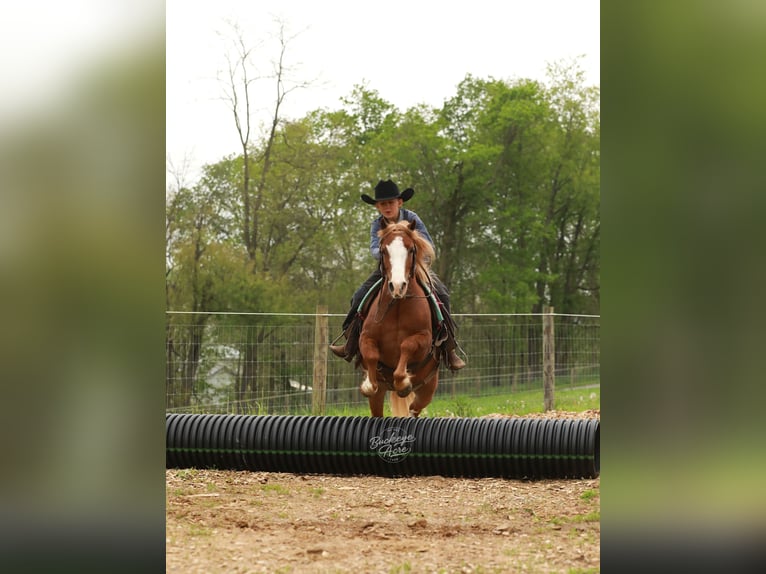 Quarter Pony Gelding 8 years Sorrel in Millersburg