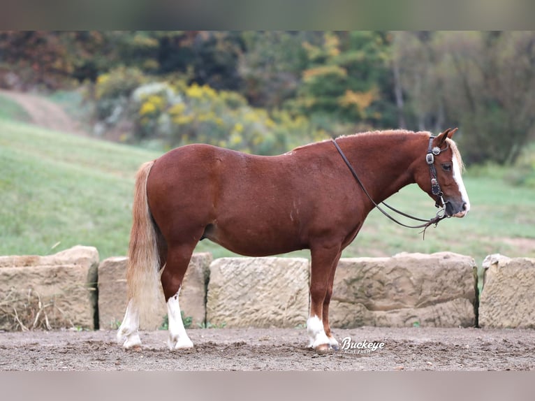 Quarter Pony Gelding 8 years Sorrel in Millersburg