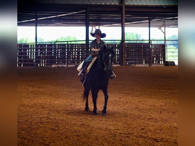 Quarter Pony Gelding 9 years 12,3 hh Black in Grand Saline