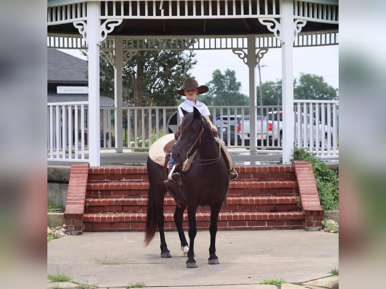 Quarter Pony Gelding 9 years 12,3 hh Black in Grand Saline