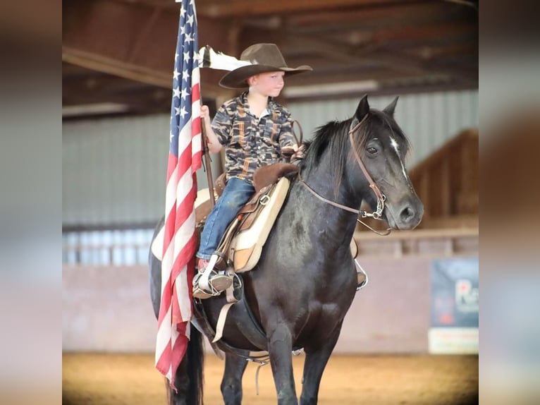 Quarter Pony Gelding 9 years 12,3 hh Black in Grand Saline