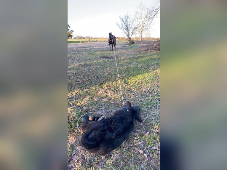 Quarter Pony Gelding 9 years 12,3 hh Black in Grand Saline