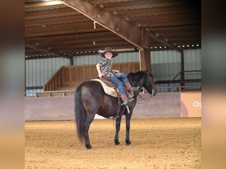 Quarter Pony Gelding 9 years 12,3 hh Black in Grand Saline