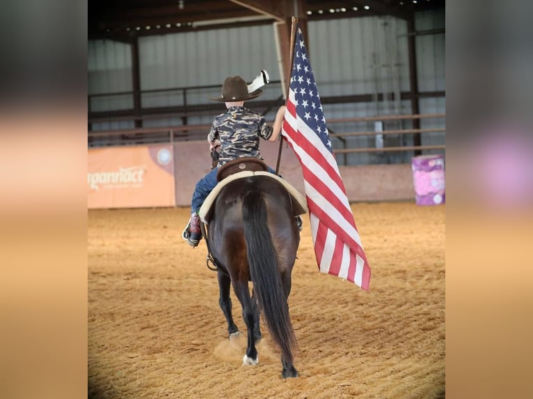 Quarter Pony Gelding 9 years 12,3 hh Black in Grand Saline